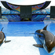 Illustration for article titled SeaWorld Continues to Blame Losses on Weather and Timing of Easter